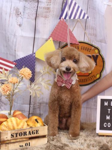 20240914バディくん